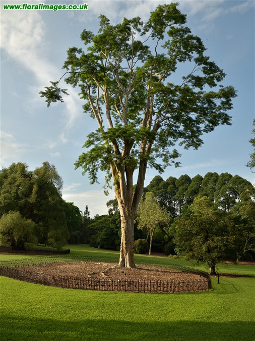 Cyrtophyllum fragrans