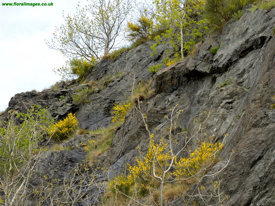 Cytisus scoparius