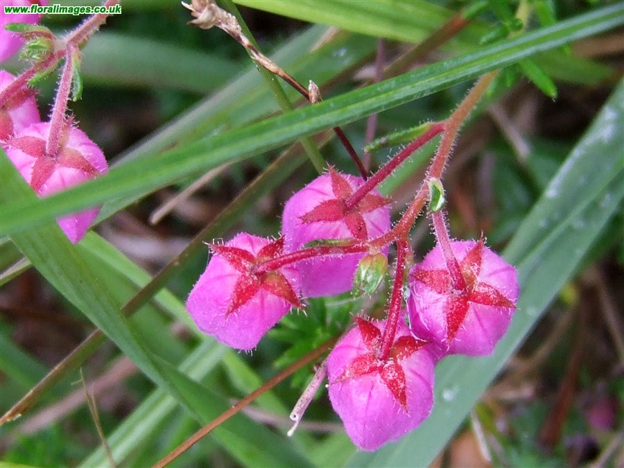 Daboecia cantabrica
