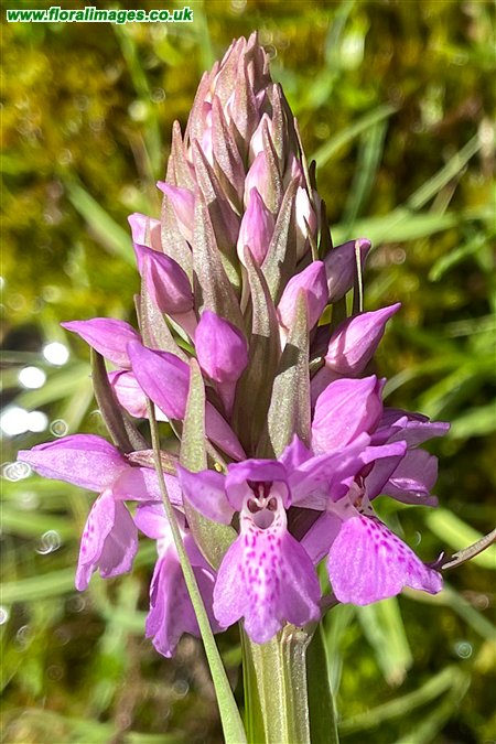 Dactylorhiza purpurella