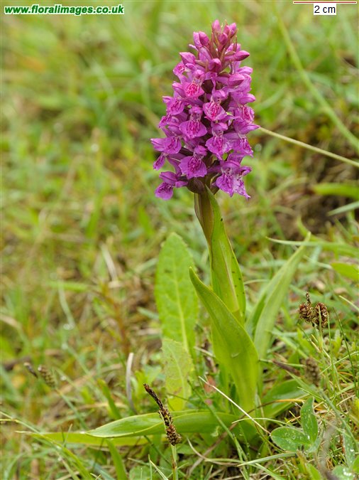 Dactylorhiza purpurella