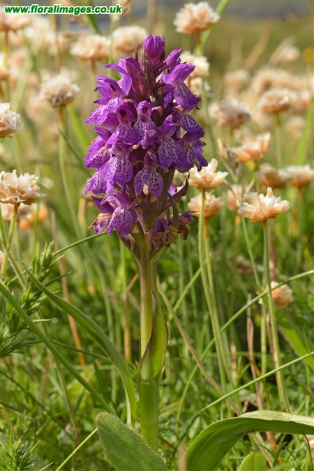 Dactylorhiza purpurella