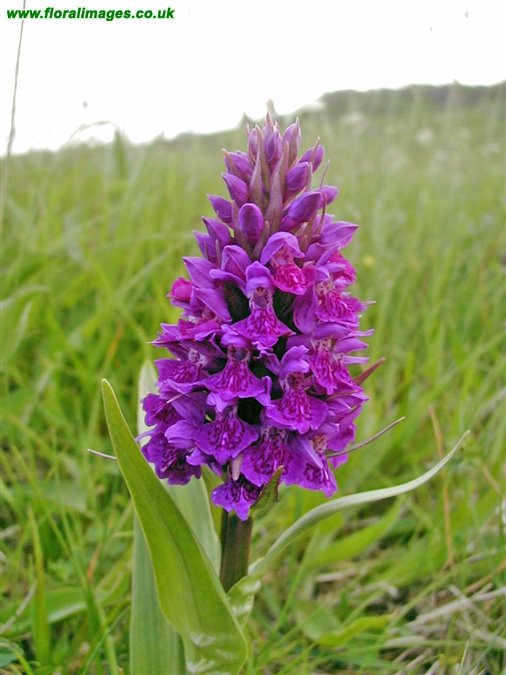 Dactylorhiza purpurella