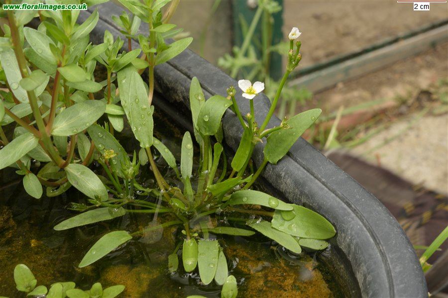 Damasonium alisma