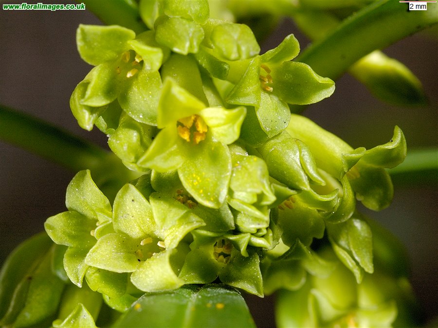 Daphne laureola
