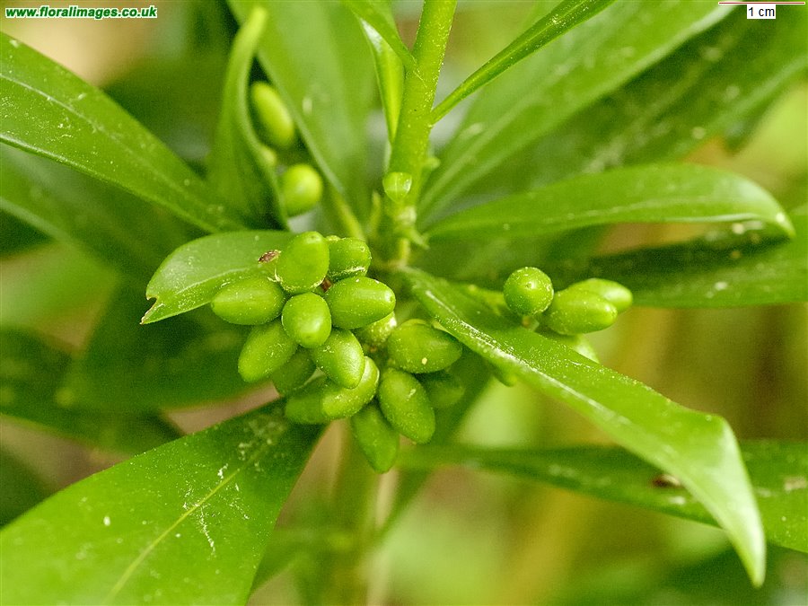 Daphne laureola