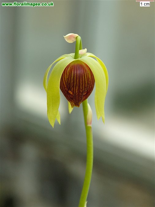 Darlingtonia californica