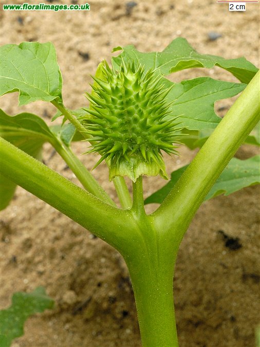 Datura stramonium