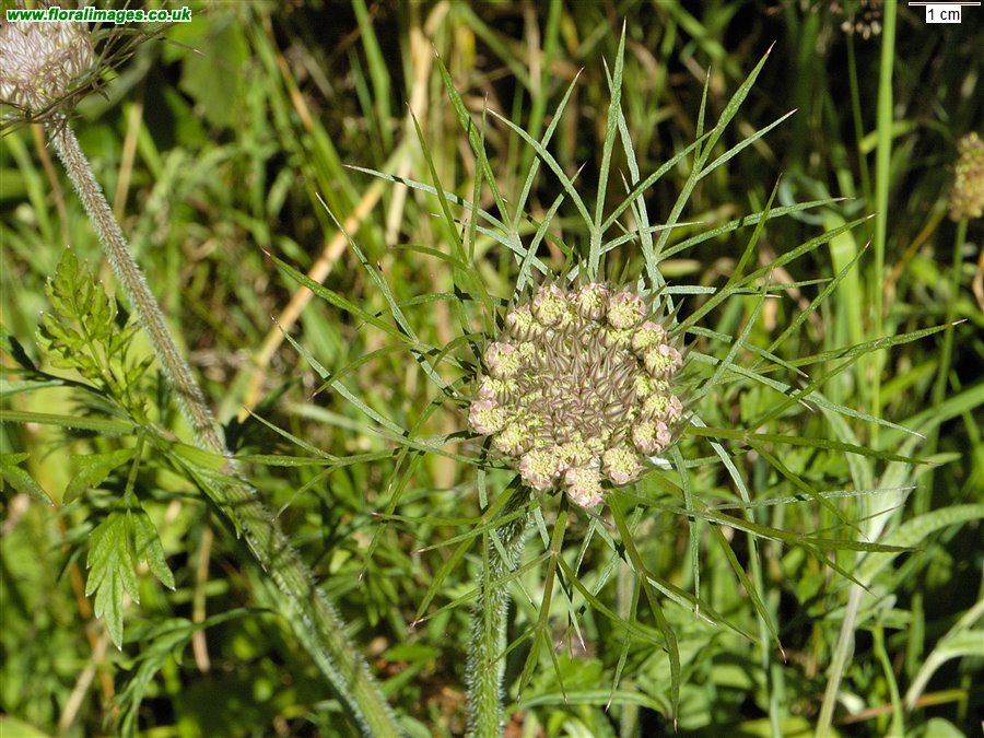 Daucus carota