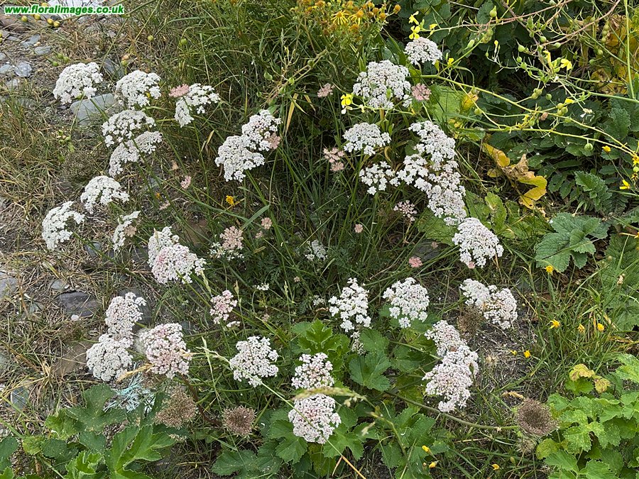 Daucus carota