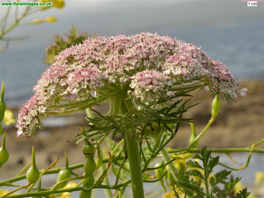 Daucus carota