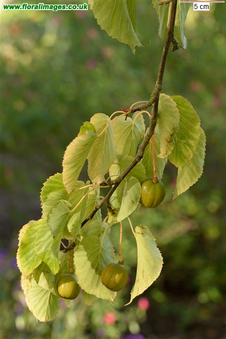 Davidia involucrata