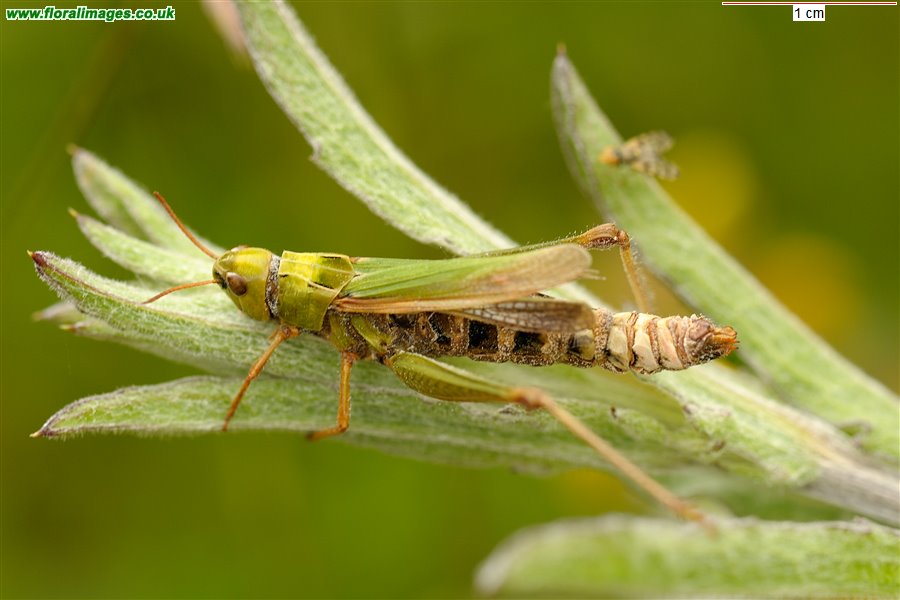 Dead grasshopper