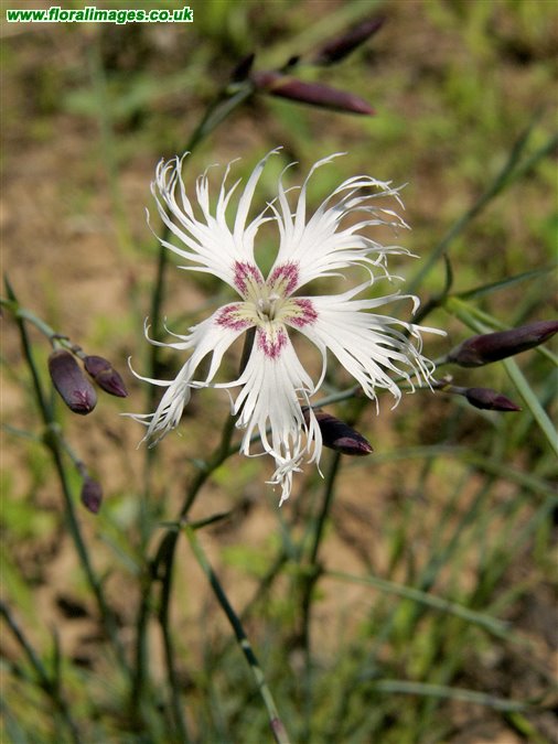 Dianthus arenarius