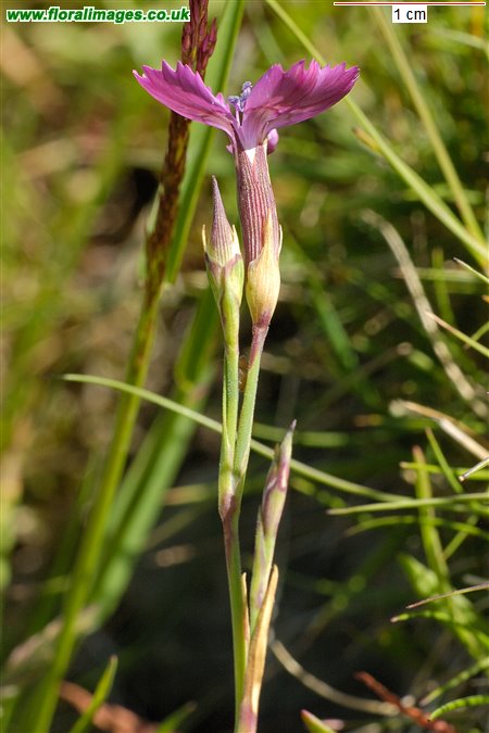 Dianthus deltoides