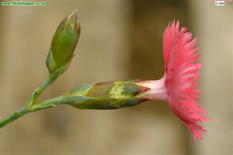 Dianthus gratianopolitanus