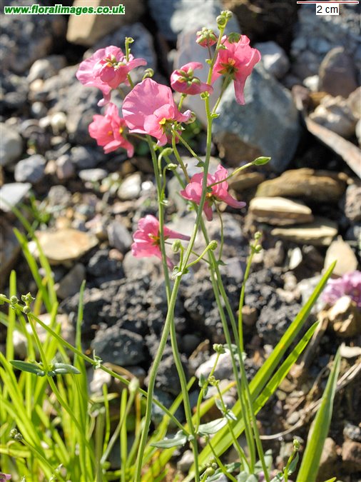 Diascia barberae