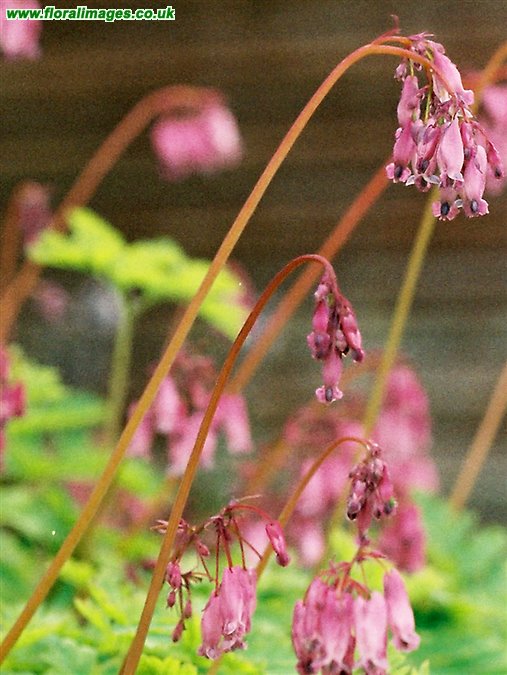 Dicentra formosa