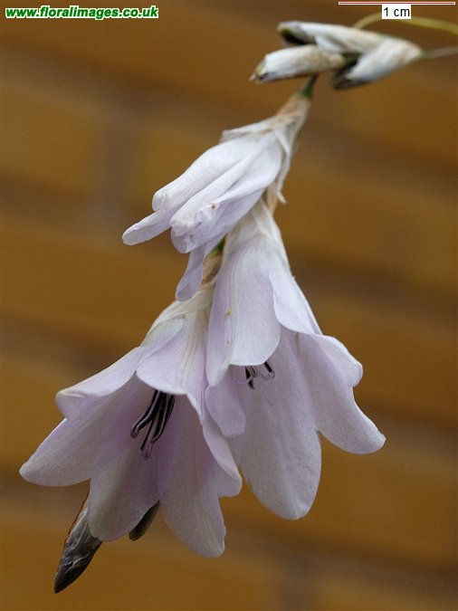 Dierama argyreum