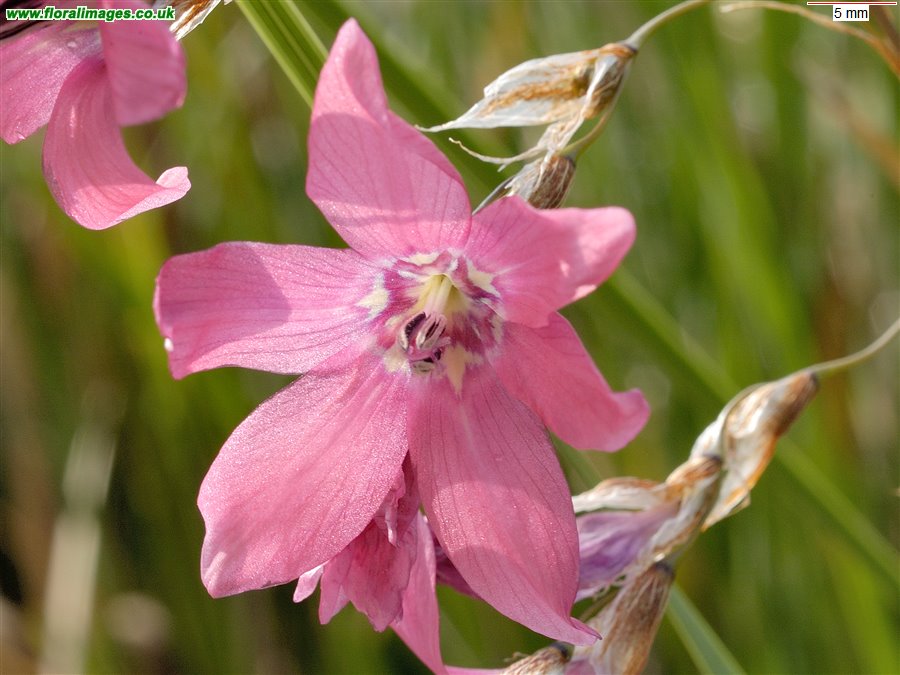 Dierama dracomontanum