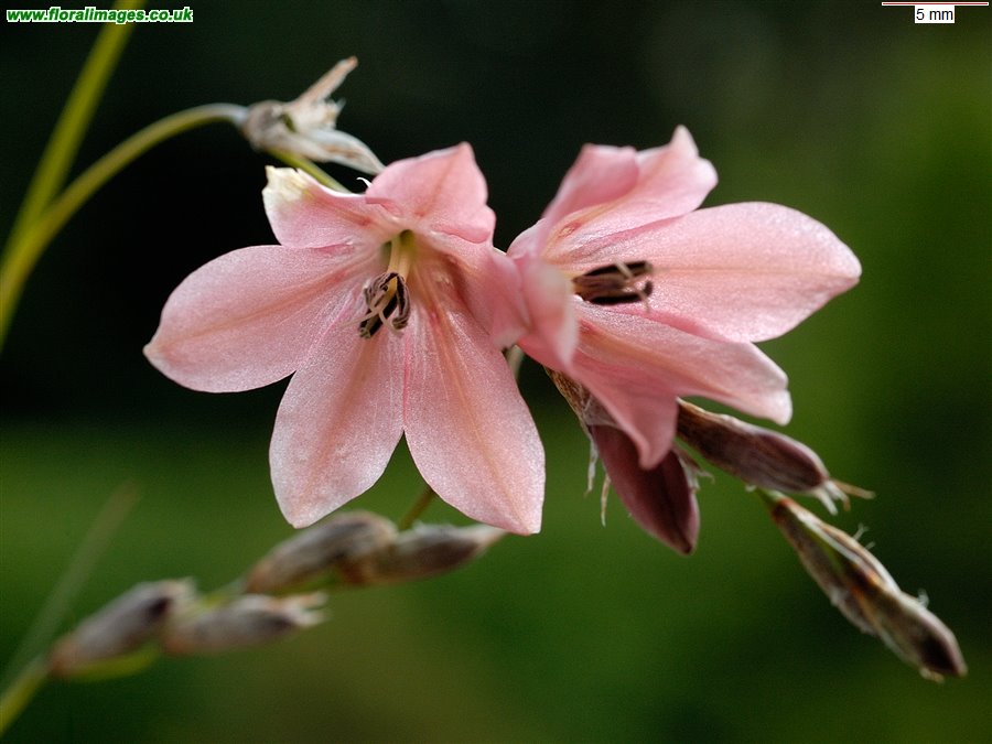 Dierama igneum