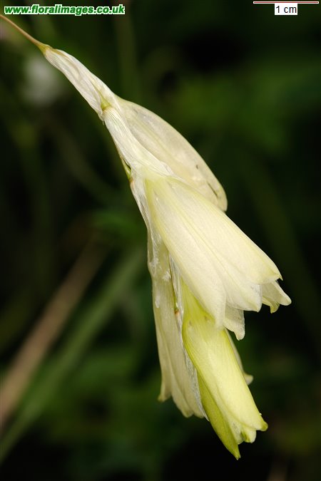 Dierama luteoalbidum
