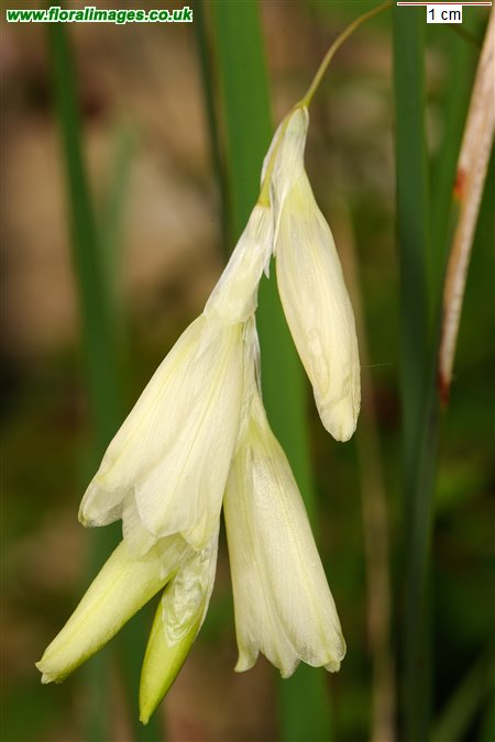 Dierama luteoalbidum
