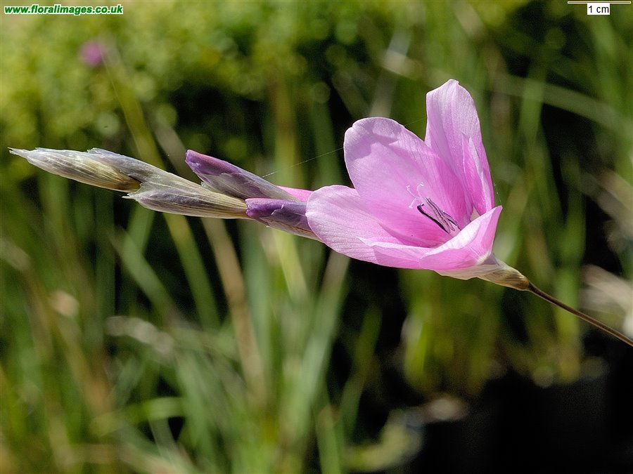 Dierama pauciflorum