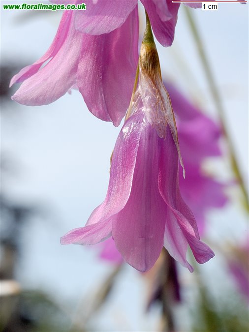 Dierama trichorhizum