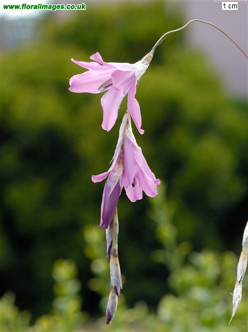 Dierama trichorhizum