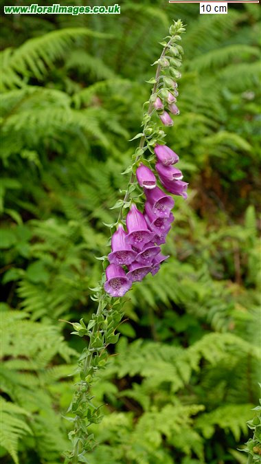 Digitalis purpurea