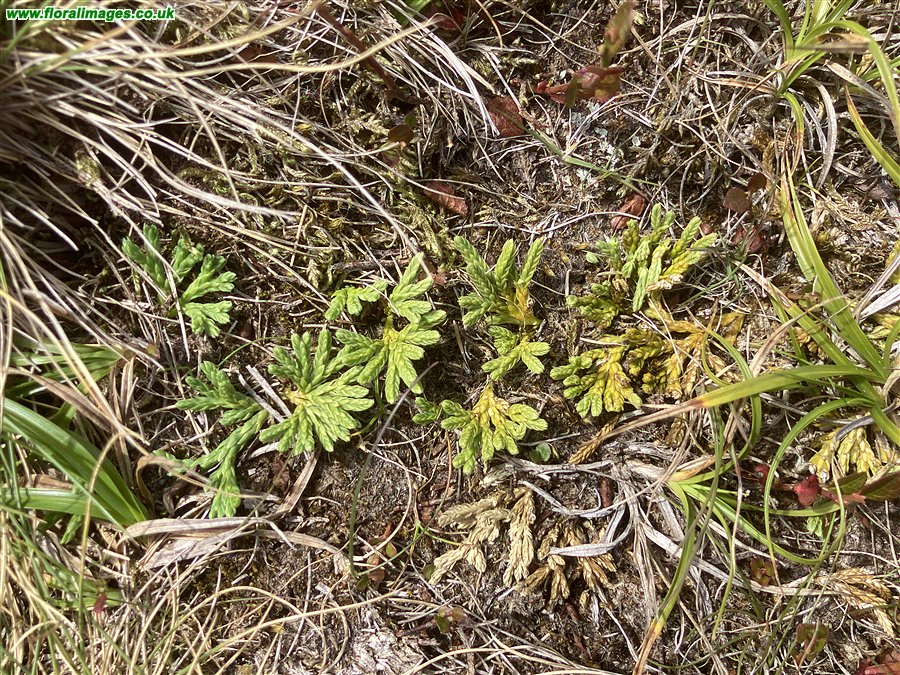 Diphasiastrum alpinum