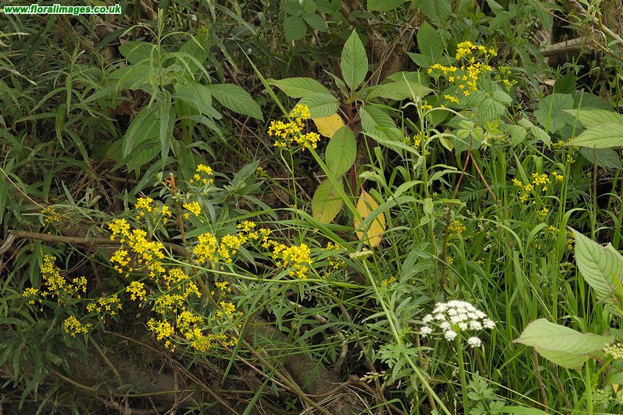 Diplotaxis muralis