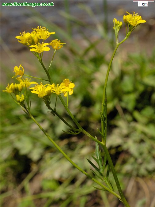 Diplotaxis muralis
