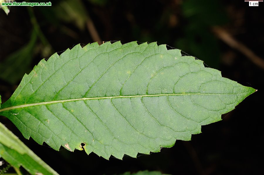 Dipsacus pilosus