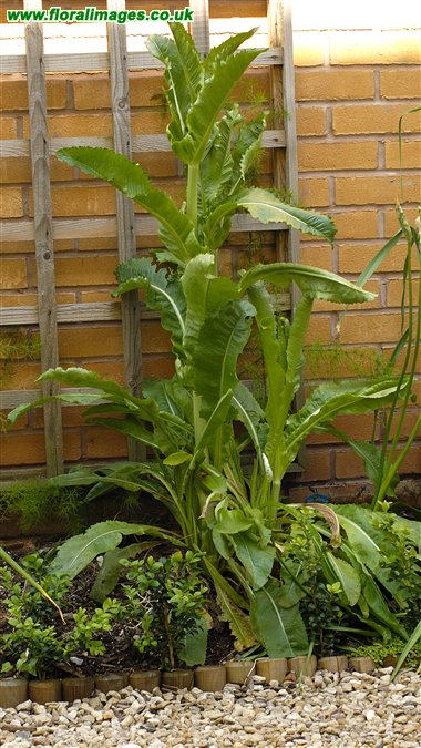 Dipsacus sativus