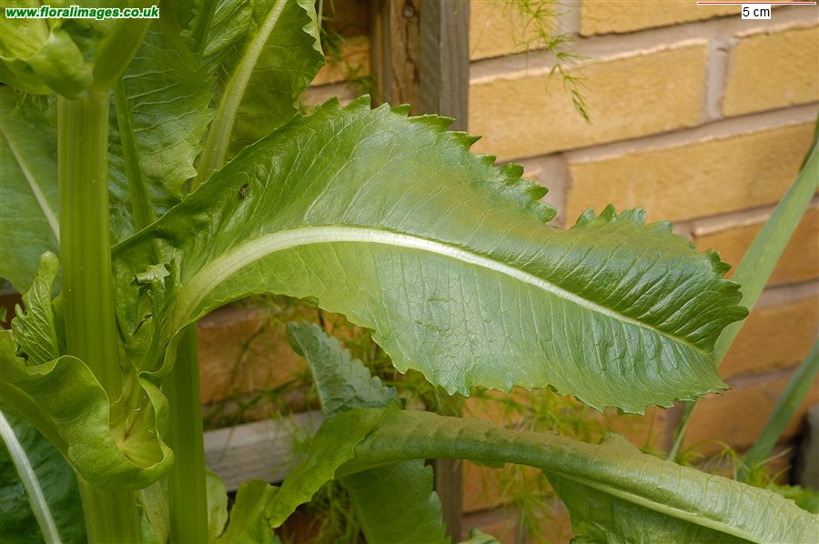 Dipsacus sativus