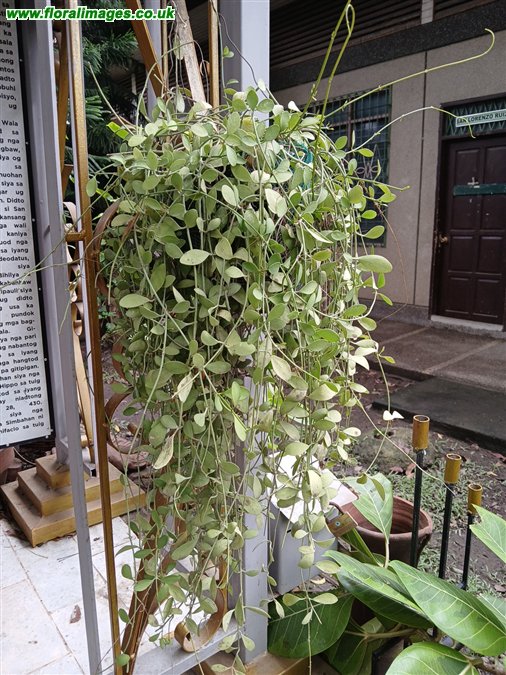 Dischidia nummularia