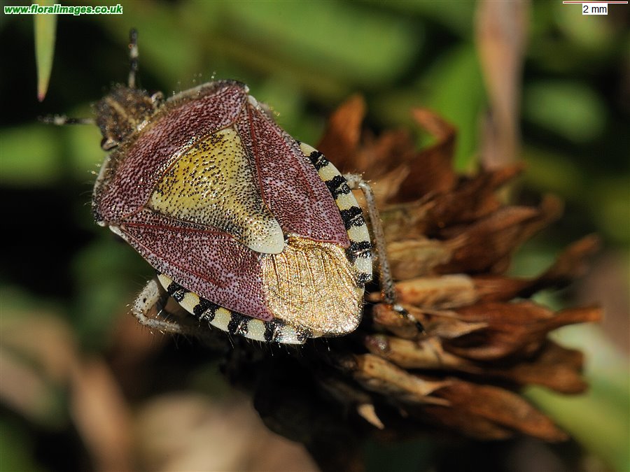 Dolycoris baccarum
