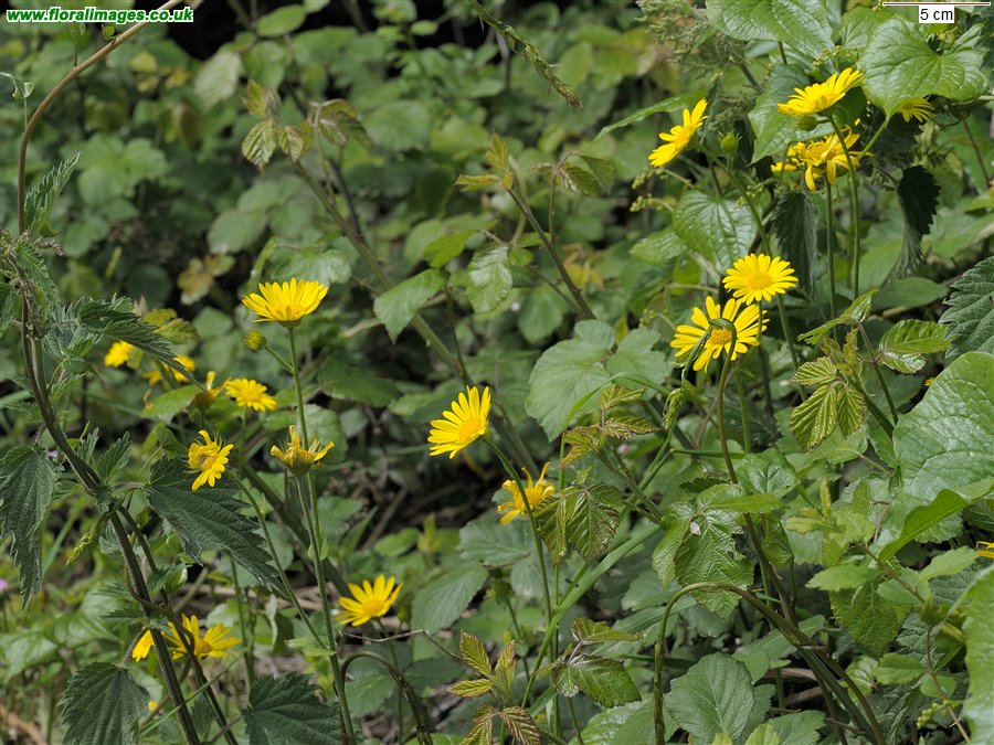 Doronicum pardalianches