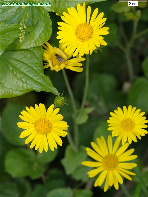 Doronicum pardalianches