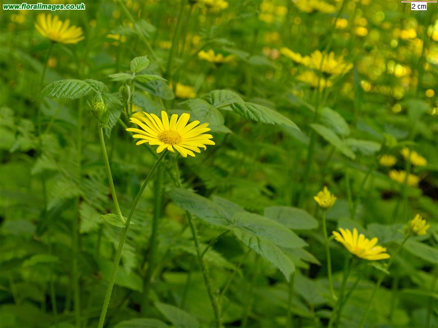 Doronicum pardalianches