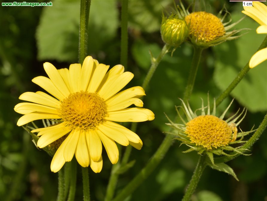 Doronicum pardalianches