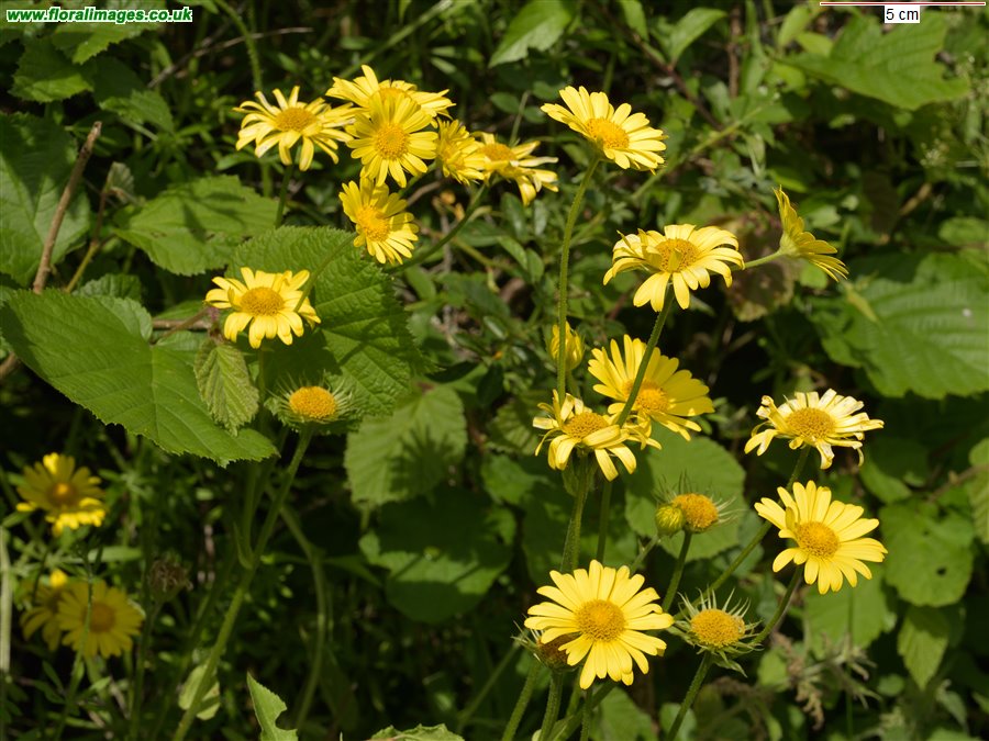 Doronicum pardalianches