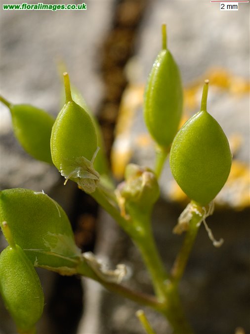 Draba aizoides