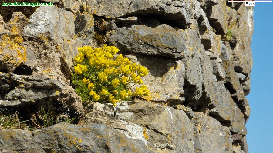 Draba aizoides