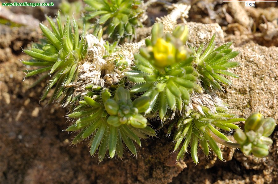 Draba aizoides