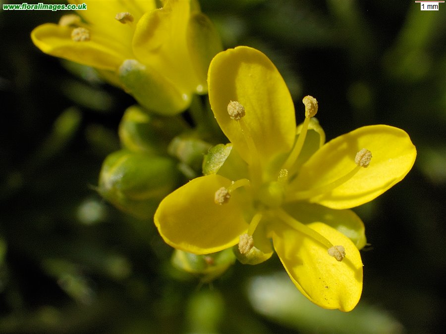 Draba aizoides