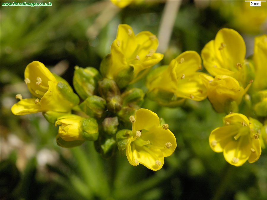 Draba aizoides