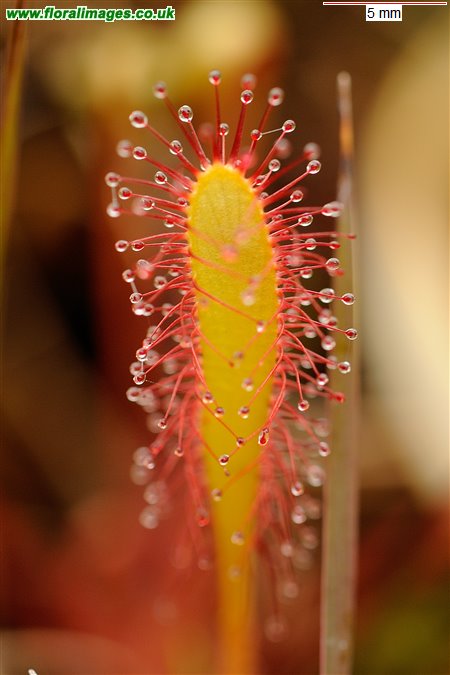 Drosera anglica